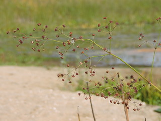 flowers on a background of blue lake