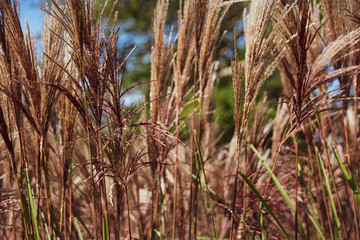 Field of red, brown and green grass growing in Somerset