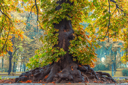 Big old autumn tree.