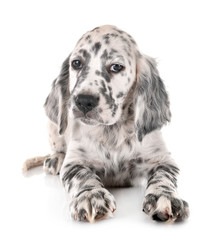 puppy english setter