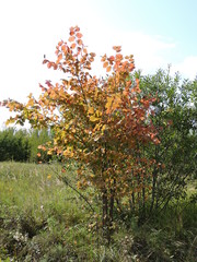 Fototapeta premium red tree in autumn