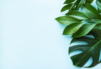 Tropical leaves and monstera leaf © Olena Rudo