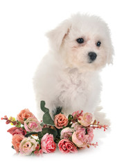 Bichon Frise in studio