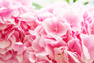 Pink flowers of hydrangea