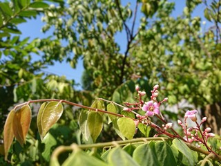 flowers in the garden