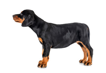 Fototapeta premium puppy Doberman Pinscher