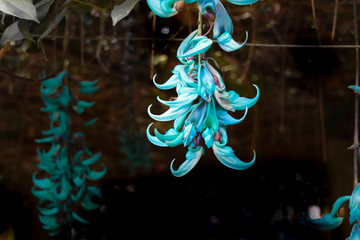 Strongylodon macrobotrys, commonly known as jade vine, emerald vine or turquoise jade vine, is a...