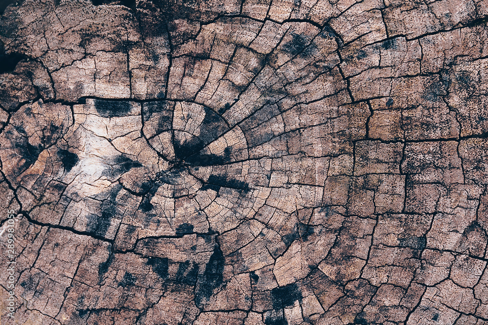 Poster old tree stump texture backgroud wooden nature texture table top for design blackdrop or overlay