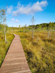 swamp in the park in russia