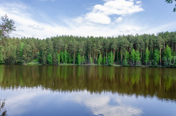 Fototapeta na wymiar Forest near lake.Pine forest on the lake in summer.