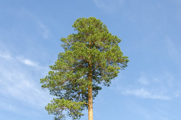 A tall pine tree against a blue sky.