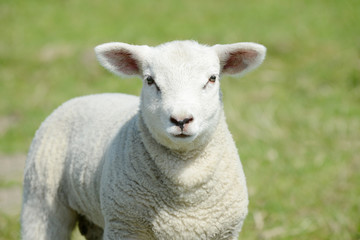 Naklejka premium white lamb standing on pasture and looking