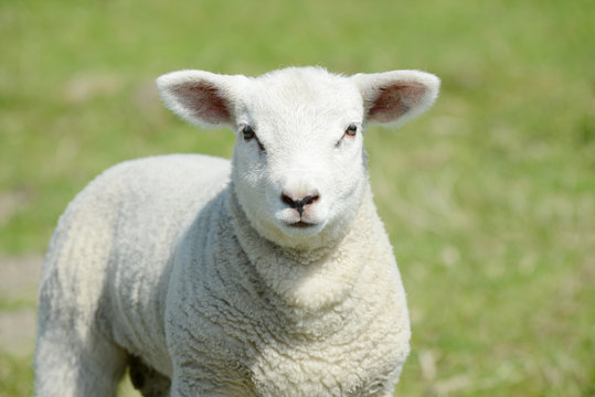 white lamb standing on pasture and looking