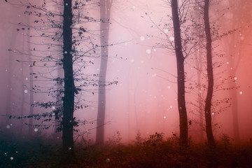 magical forest landscape with trees in fog