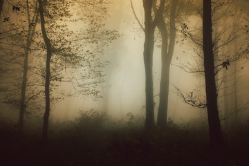 dark mysterious foggy forest background