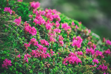 Rhododendron flowers in nature
