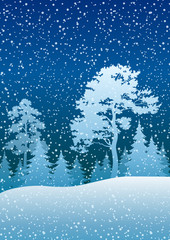 Night Winter Christmas Woodland Blue Landscape with Pine and Fir Trees silhouettes and Blue Sky with Snow. Vector