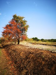 Naklejka premium tree in autumn