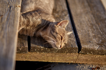 Beautiful grey cat sitting on the yard