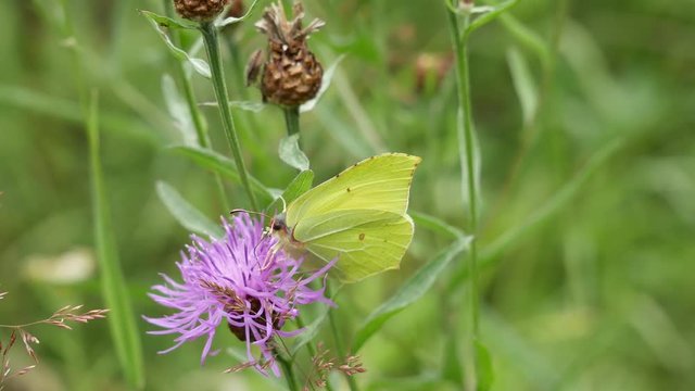  The bumblebee banishes a butterfly from a flower