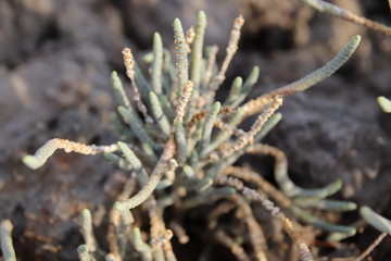 Close up of edible Salicornia bigelovii or dwarf saltwort growing in the salt flats