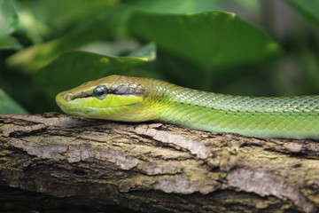 Fototapeta premium Spitzkopfnatter Gonyosoma oxycephalum (Gonyosoma oxycephalum)
