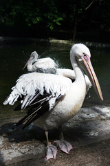 white pelican
