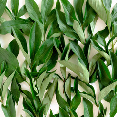 Naklejka na ściany i meble Green leaves texture on white background