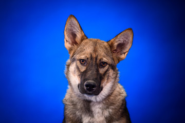 Cute mongrel dogs on a blue background. Portrait.