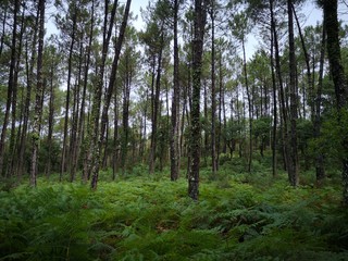 Fototapeta premium foret