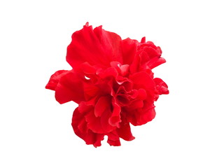 Red Hibiscus flowers isolated on white background.