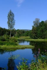 Norwegian lake and forest in Summer