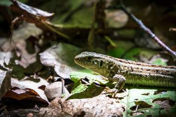 Fototapeta premium Лето