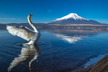 富士山の前で羽ばたく白鳥１