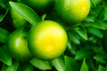Oranges are growing on the trees, not yet ripe