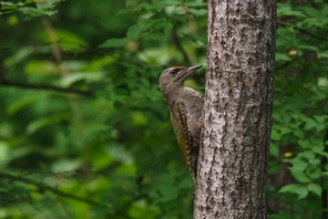 Fototapeta premium Лето