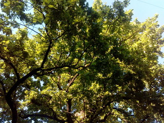 tree with green crown