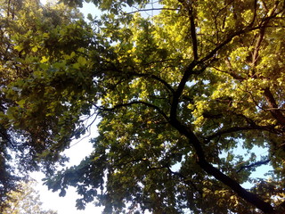 tree with green crown