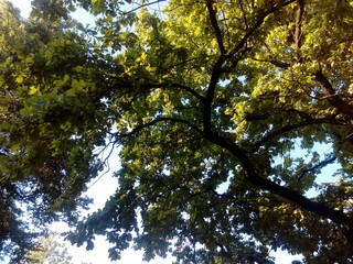 tree with green crown