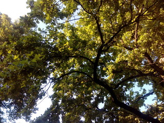 tree with green crown