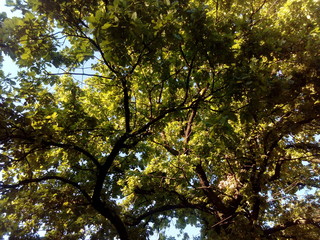 tree with green crown