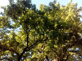 tree with green crown