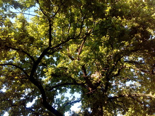 tree with green crown