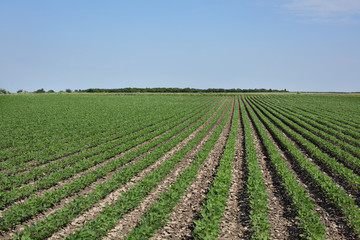 Fototapeta na wymiar Agriculture, soybean plants in field