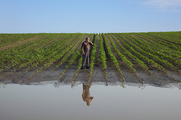 Agricultural scene, farmer in sunflower  field after flood