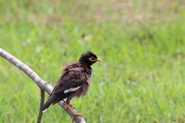 Bird on a branch