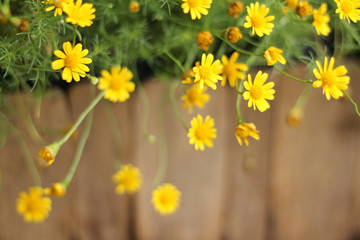 Yellow asters in bloom on a warm summer day
