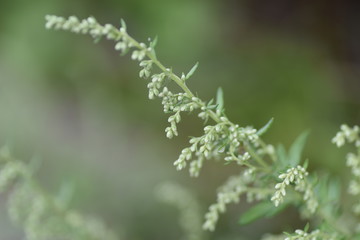 Japanese mugwort flowers / In Japan, the rice cake with the leaves of mugwort (yomogi) is called Yomogimochi.