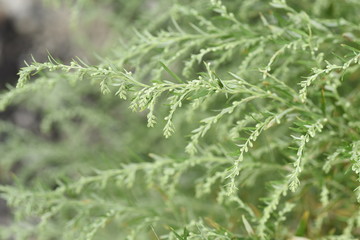 Japanese mugwort flowers / In Japan, the rice cake with the leaves of mugwort (yomogi) is called Yomogimochi.