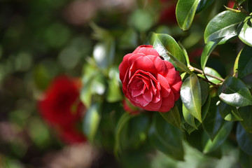 Beautiful red Middlemist camellia flower growing in the garden. Red Middlemist Camellia Flower Like a Rose